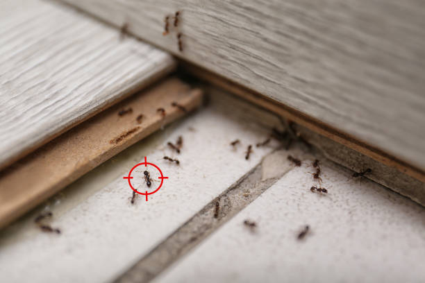 Best Best Pest Control Companies  in Hope Valley, RI
